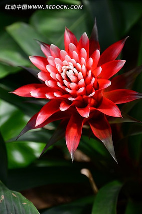 花色艳丽的红色凤梨花