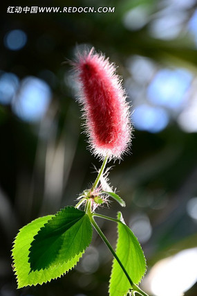 ��ɫëë�Ļ�