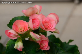 ��ɫ�ﺣ�Ļ�