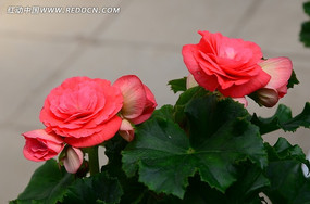 �ۺ�ɫ�ﺣ��