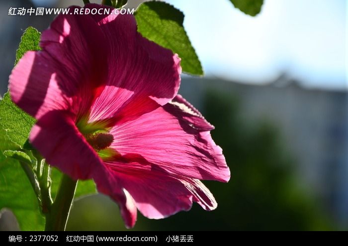 �����ķ�ɫ�����ͼƬ