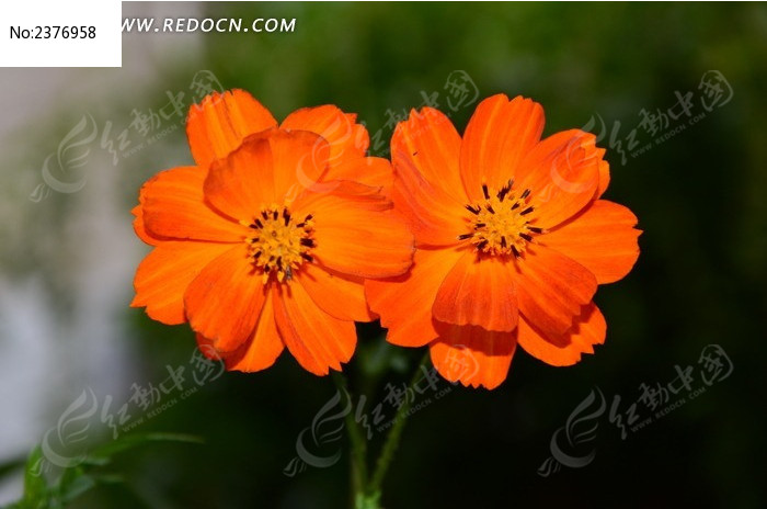 �����ɫ��С����ͼƬ