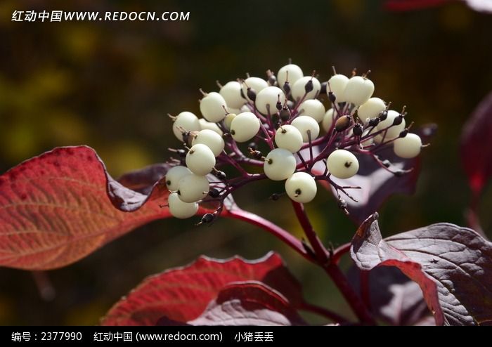 ���޵İ�����ͼƬ