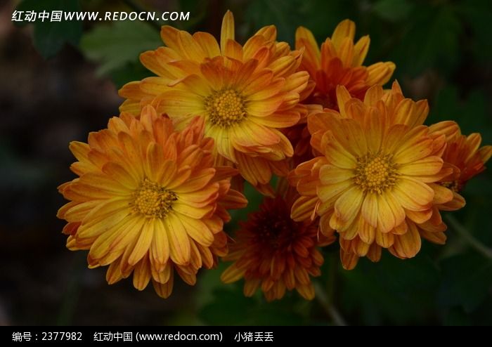 Ⱥ�����޵Ľ�յ��ͼƬ