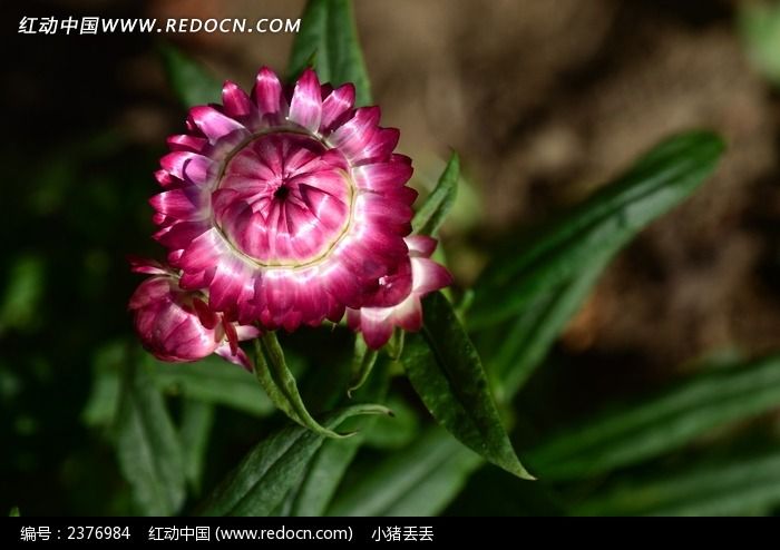 ���޵�����ͼƬ