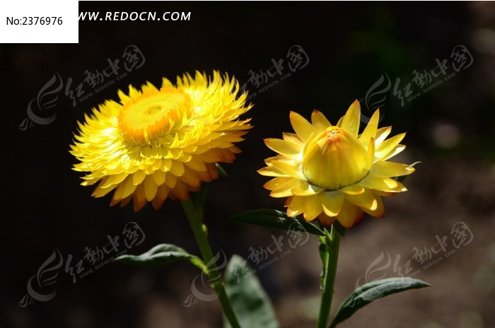 Ψ���еĻ�ɫ��Ѿ�ͼƬ