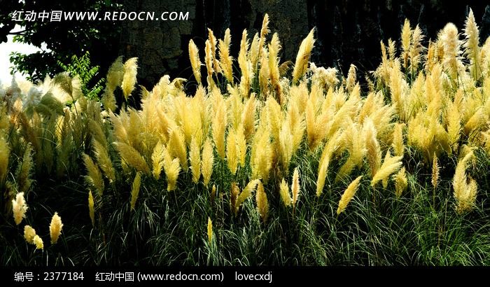 ����«έ���ͼƬ