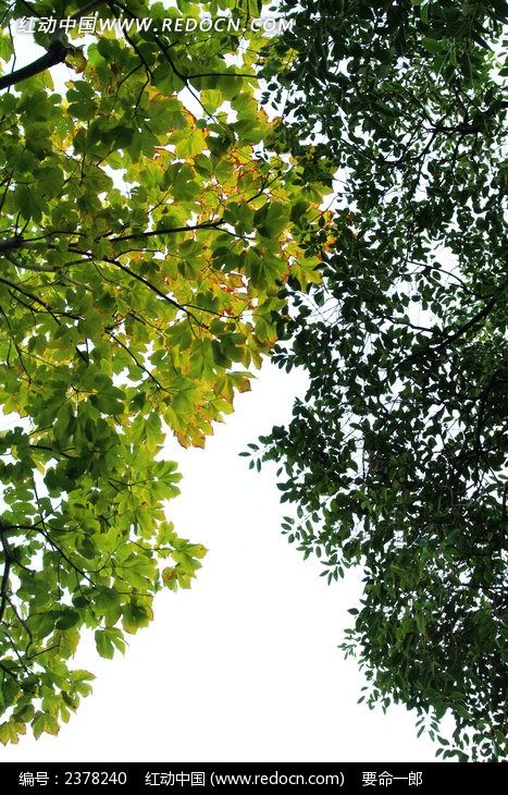 ����µ���֦֦ҶͼƬ