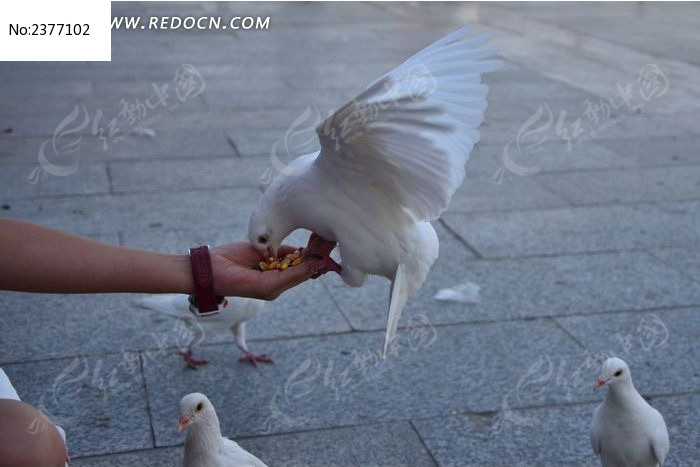 վ�����ϳ�ʳ�İ׸�ͼƬ