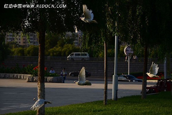 ����İ�ɫ�ĸ���