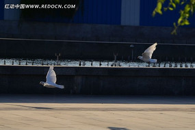 ����׸�ͼƬ