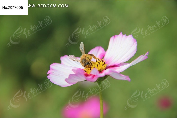 ���۵�С�۷�ͼƬ