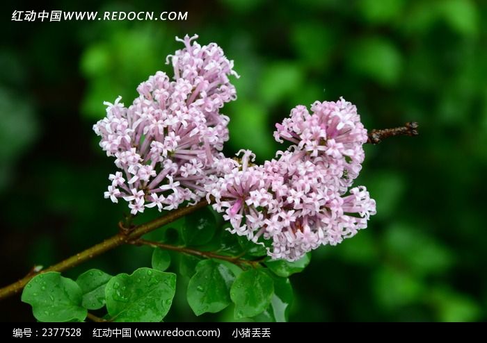 ��ɫ���㻨ͼƬ