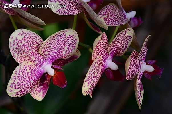 ���˻���