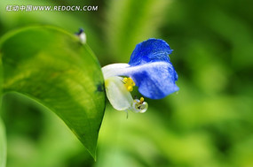 ��ɫ����