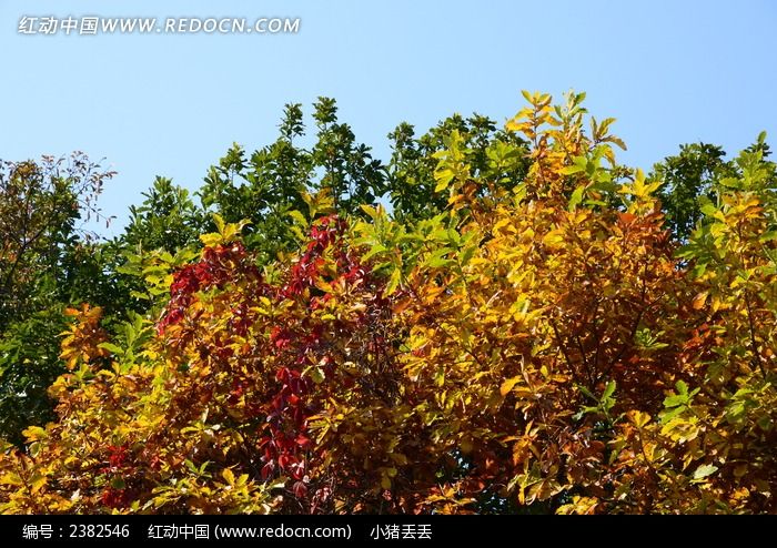 ��֦�Ϸ��ƵĻ�ҶͼƬ