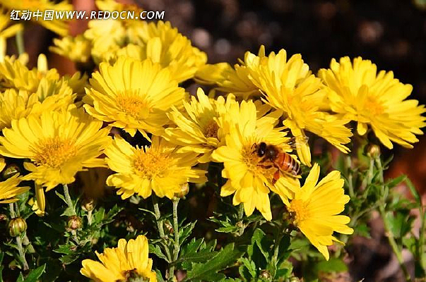 �������۷�