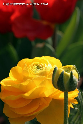 ��õ�廨��