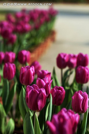 �����������㻨��