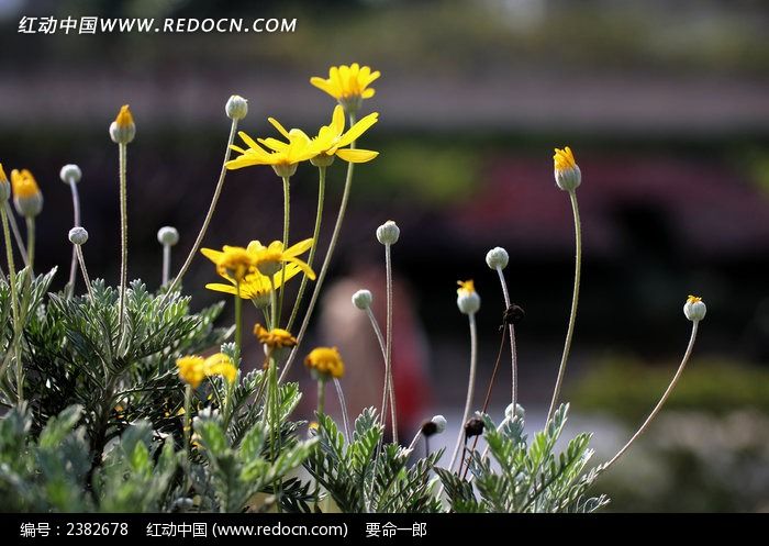 ��ɣ�����ٻ���ͼƬ