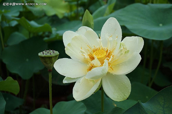 �ɻ�����