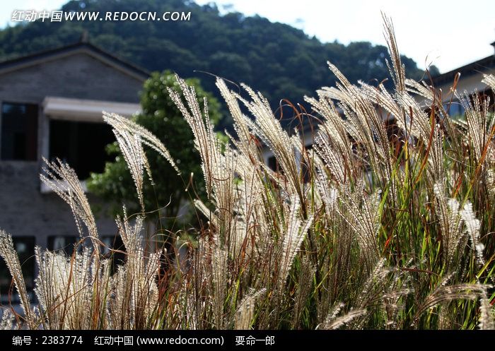 ��ͯ����«έ��ͼƬ