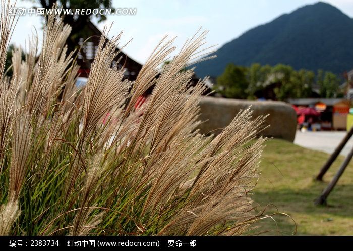 �����µ�«έͼƬ