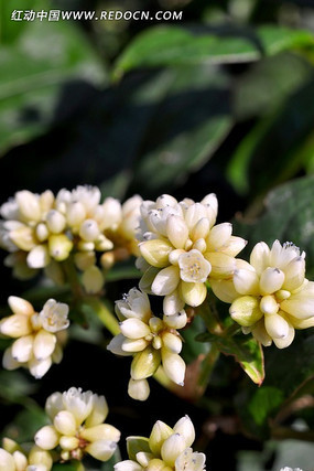 �װ�ɫ����