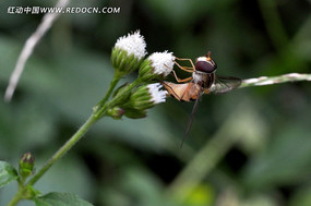 ��ɫ���ϵ��۷�