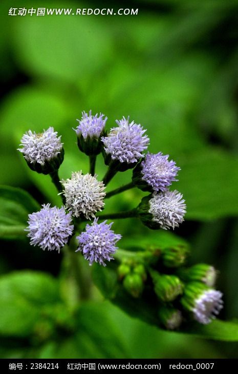 ��ɫë���׵�С��ͼƬ