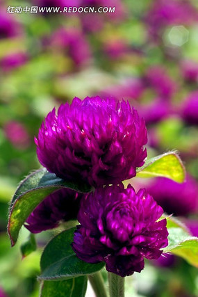 һ����ɫ�ʻ�