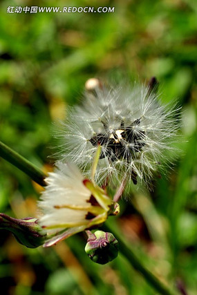 ���ѹ�Ӣ��ֲ��