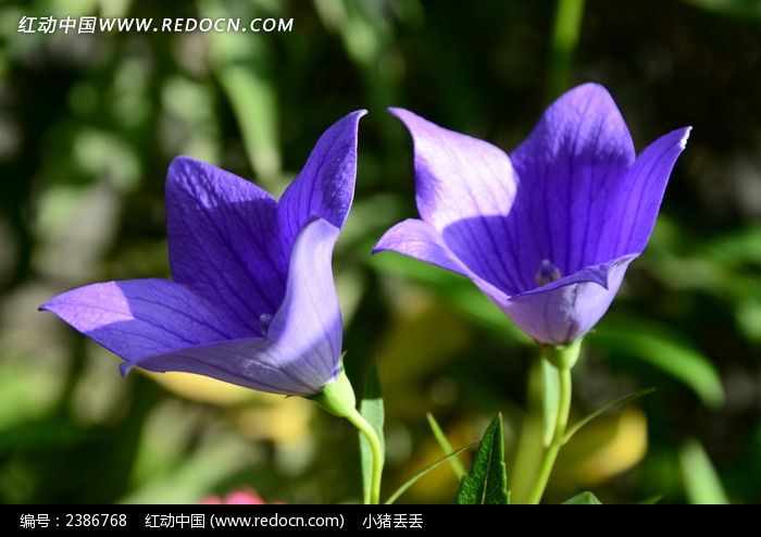 ��ɫʢ���Ľ۹���ͼƬ