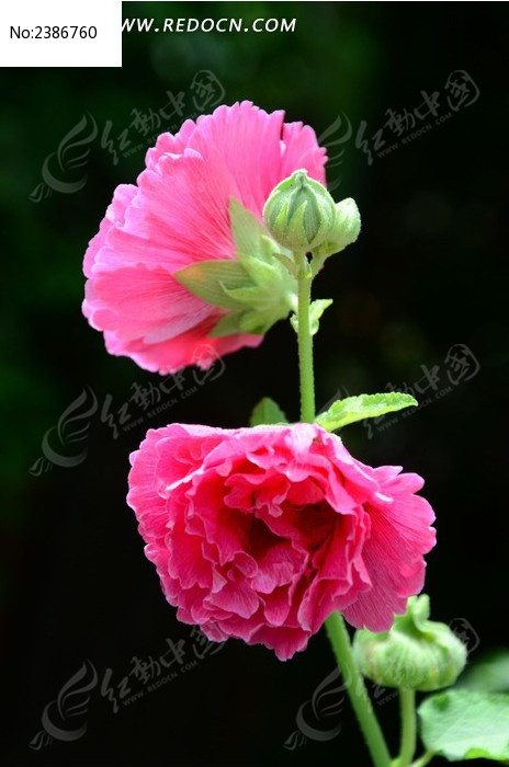 ����ʢ���ķ�ɫľ��ͼƬ