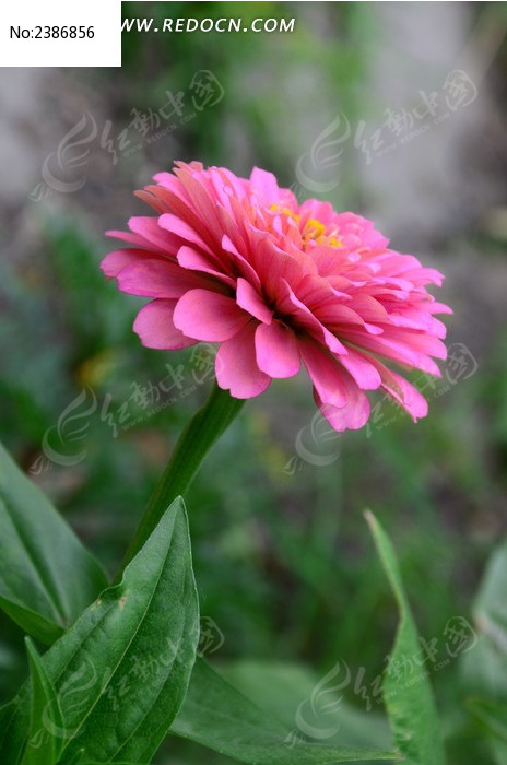 ���ŵķ�ɫ���ղ�ͼƬ