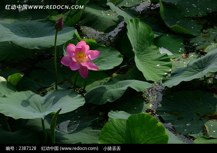 ��ʫ�续�ĺɻ��ͻ���ͼƬ