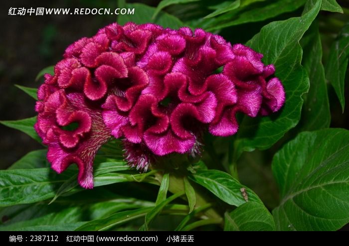 ͤͤ��������ɫ���ڻ�ͼƬ