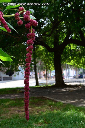 ��ɫһ�����Ļ�