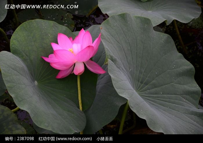 �������ŵĺɻ�ͼƬ