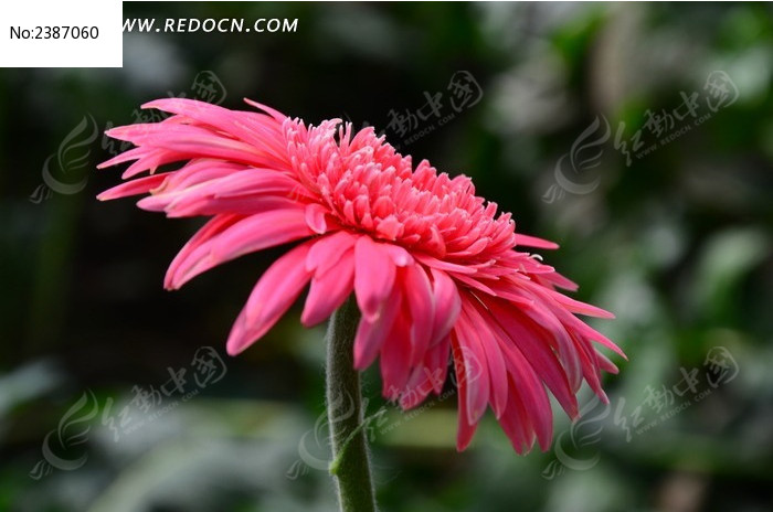 �ۺ���ղݹ�U��ͼƬ