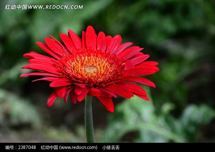 �����ޱȵĺ�ɫ���ղ�ͼƬ