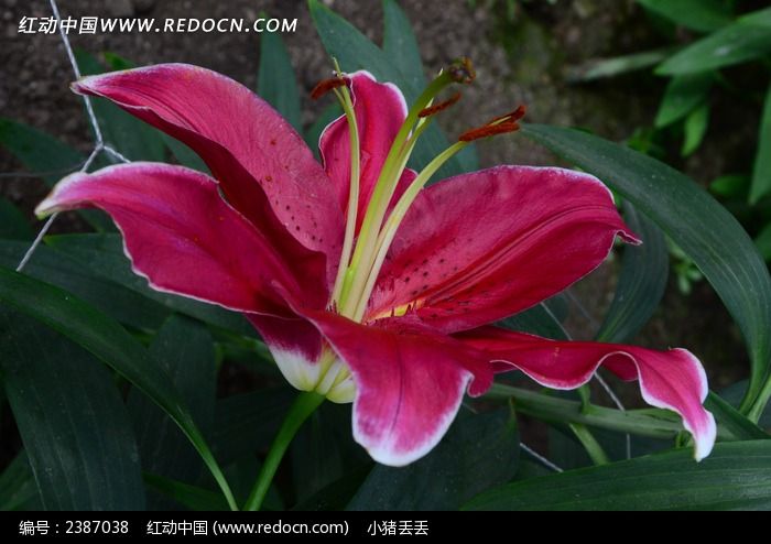 ���޵�Ұ�ٺ�ͼƬ