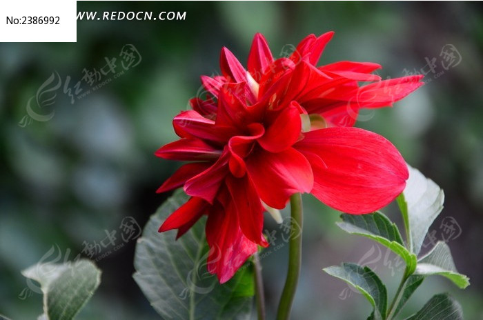 Ѥ�õĺ�ɫ������ͼƬ