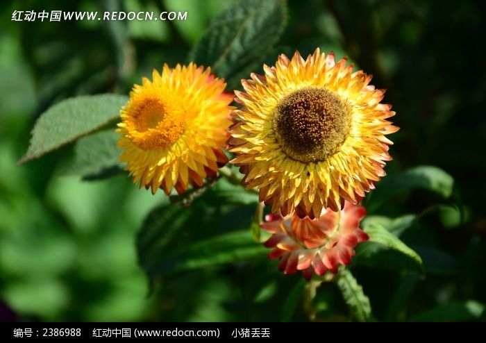 繁花似錦的麥杆菊