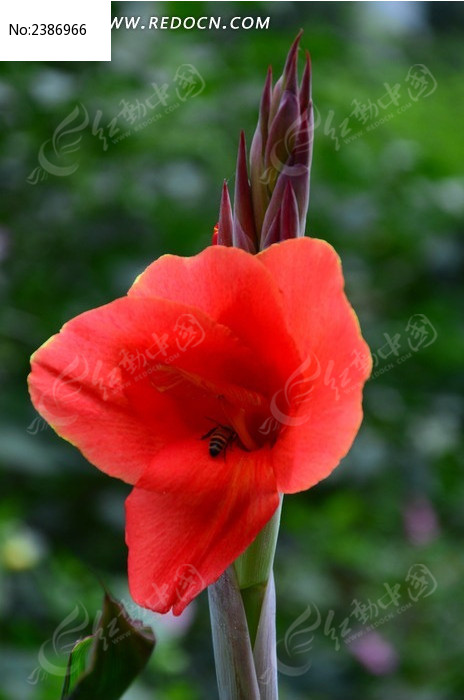 ���޵ĺ�ɫ���˽�ͼƬ