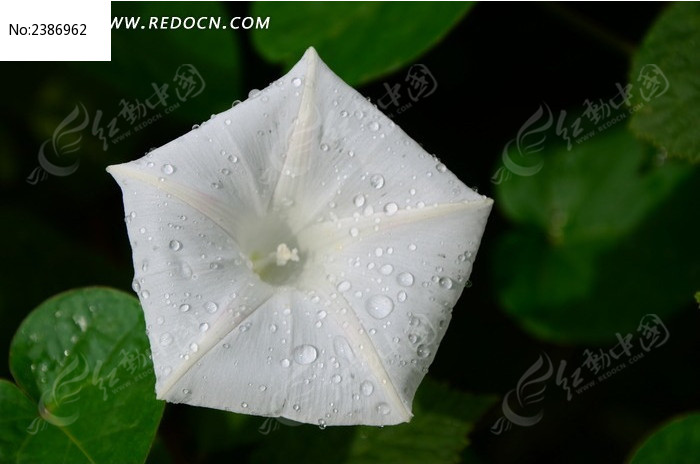 ��ɫǣţ���ϵ�¶ˮͼƬ