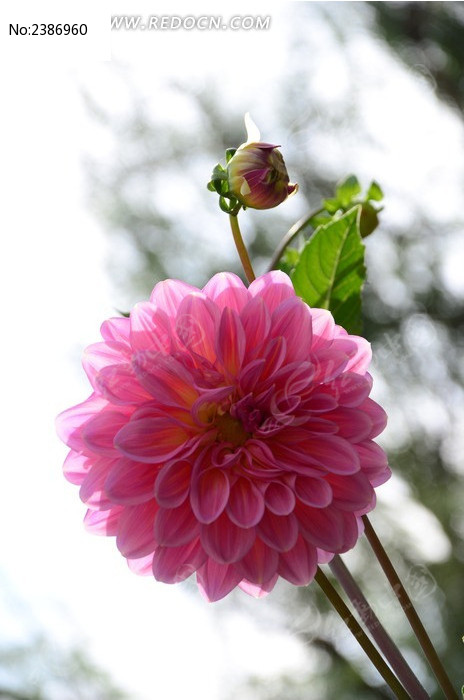 ��ɫ�Ĵ�����ͼƬ