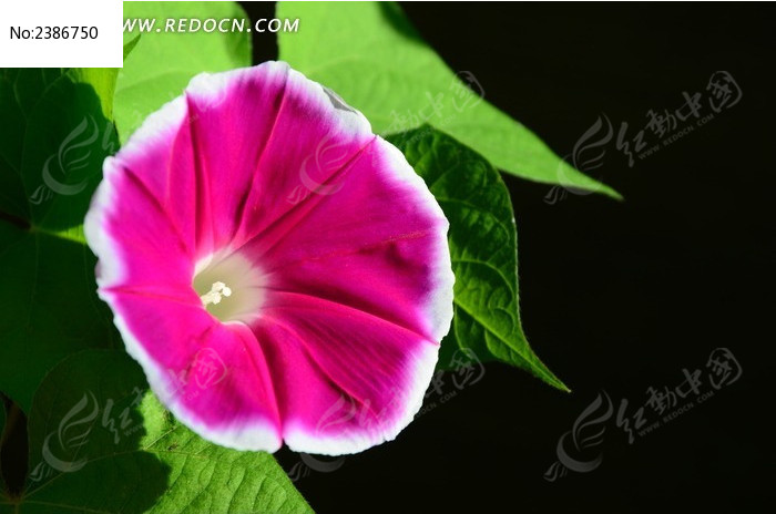  �����ķ�ɫǣţ��ͼƬ