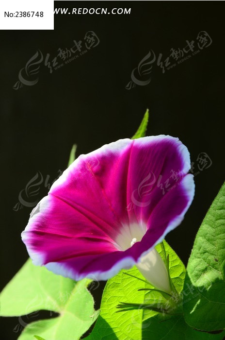 ���޵����Ȼ�ͼƬ