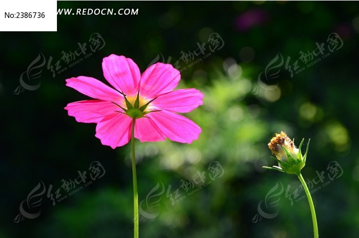 ���޵ķ�ɫ��˹��ͼƬ